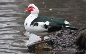 Irmão do Jorel: conheça a animação que deu origem ao jogo Irmão do Jorel: conheça a animação que deu origem ao jogo